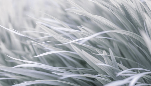 Gray wavy Grass Wall Mural