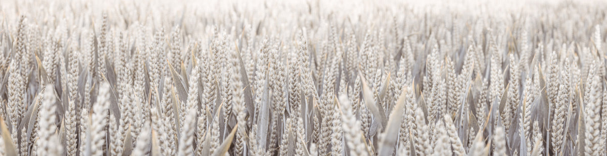 Wheat Field Wall Mural in your room — zoomed