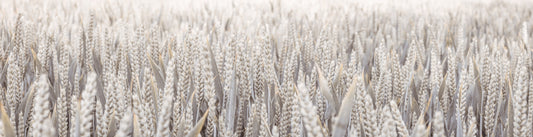 Wheat Field Wall Mural
