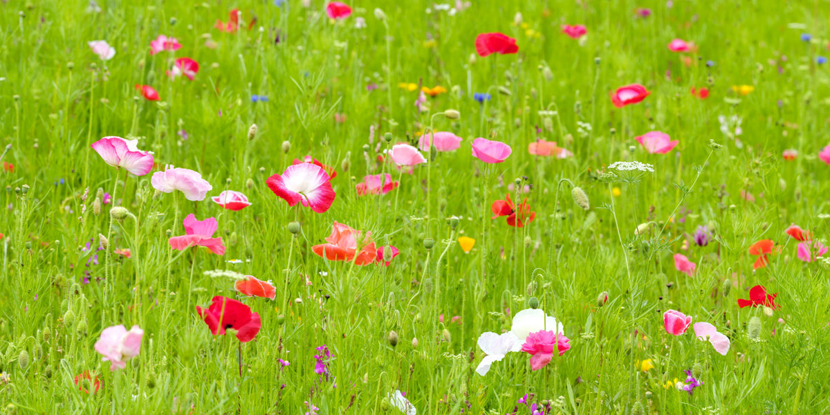 Poppy Meadow Wall Mural in your room — zoomed