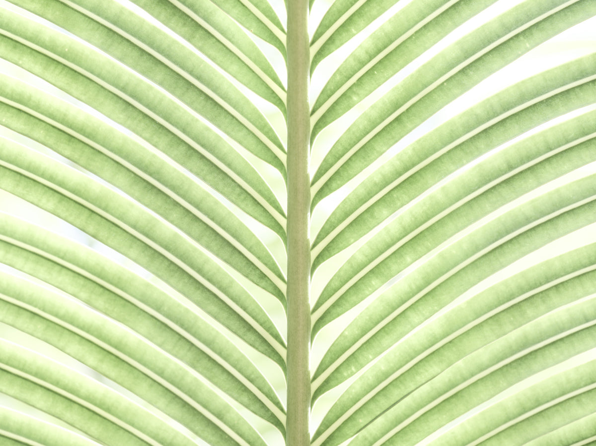 Verdant Leaf Stripes Wall Mural in your room