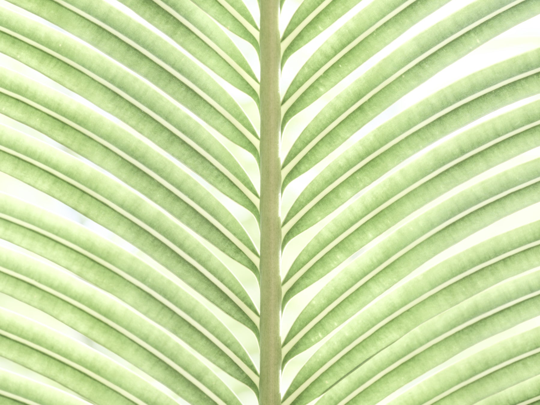 Verdant Leaf Stripes Wall Mural in your room — zoomed