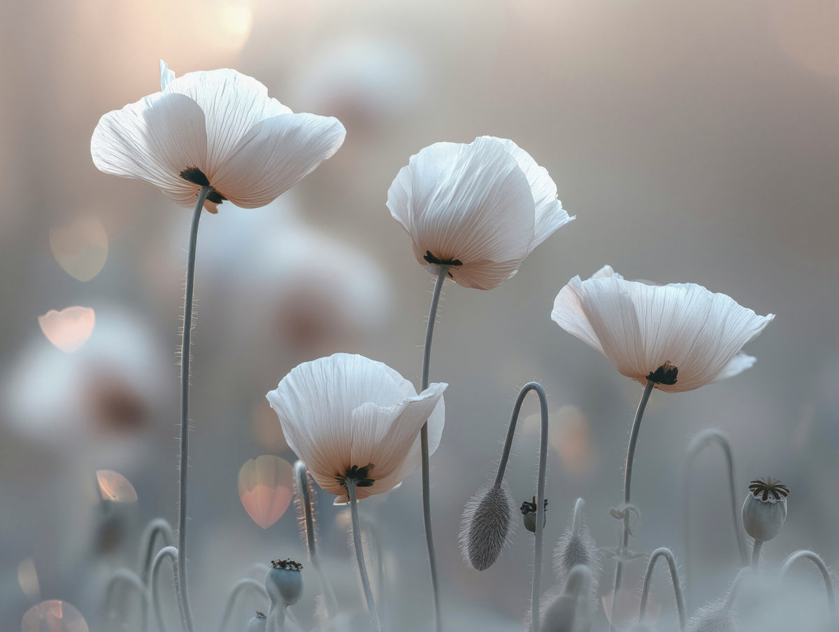 Whimsical White Poppies Wall Mural