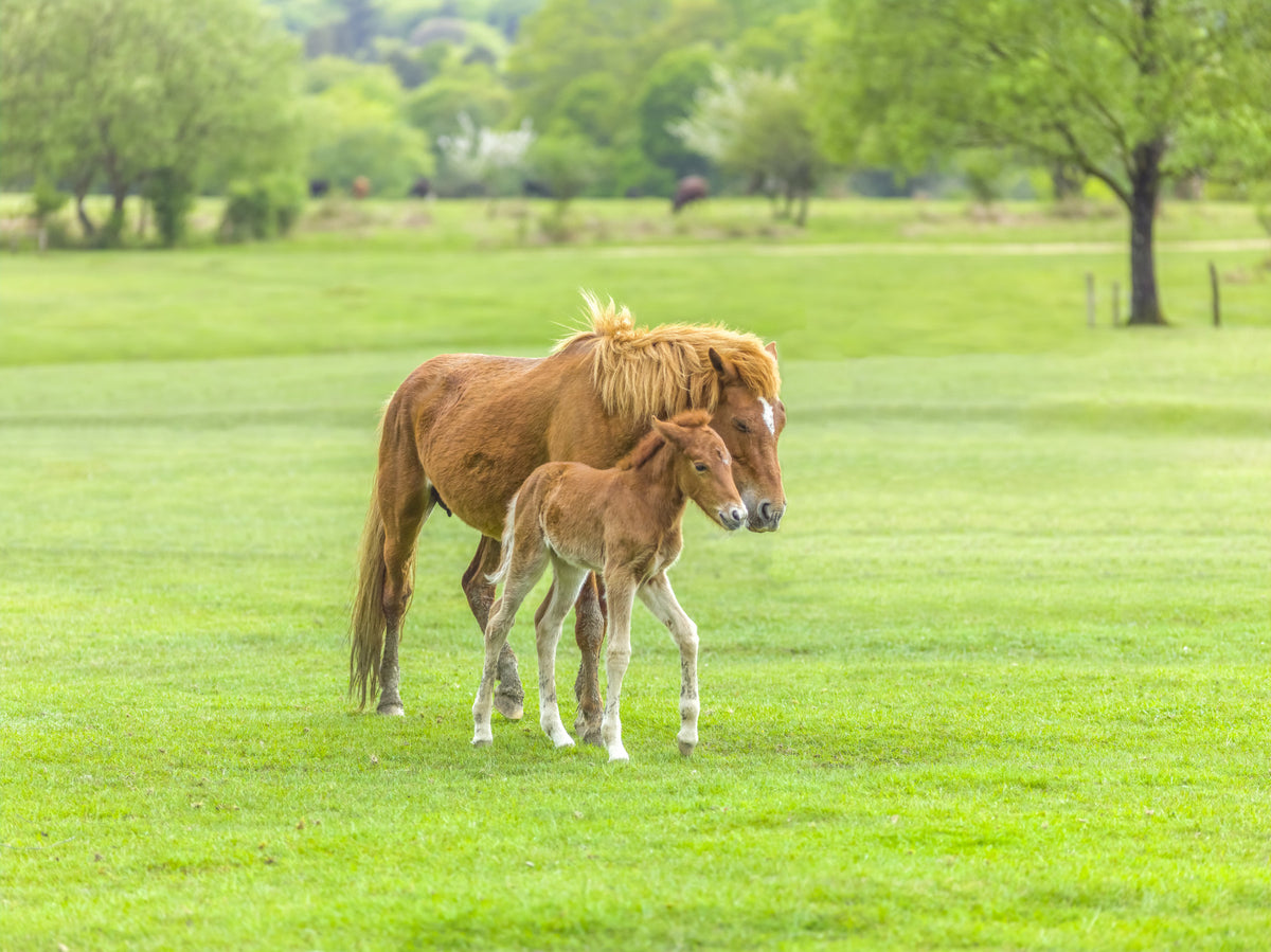 Foal's First Steps Wall Mural in your room — zoomed