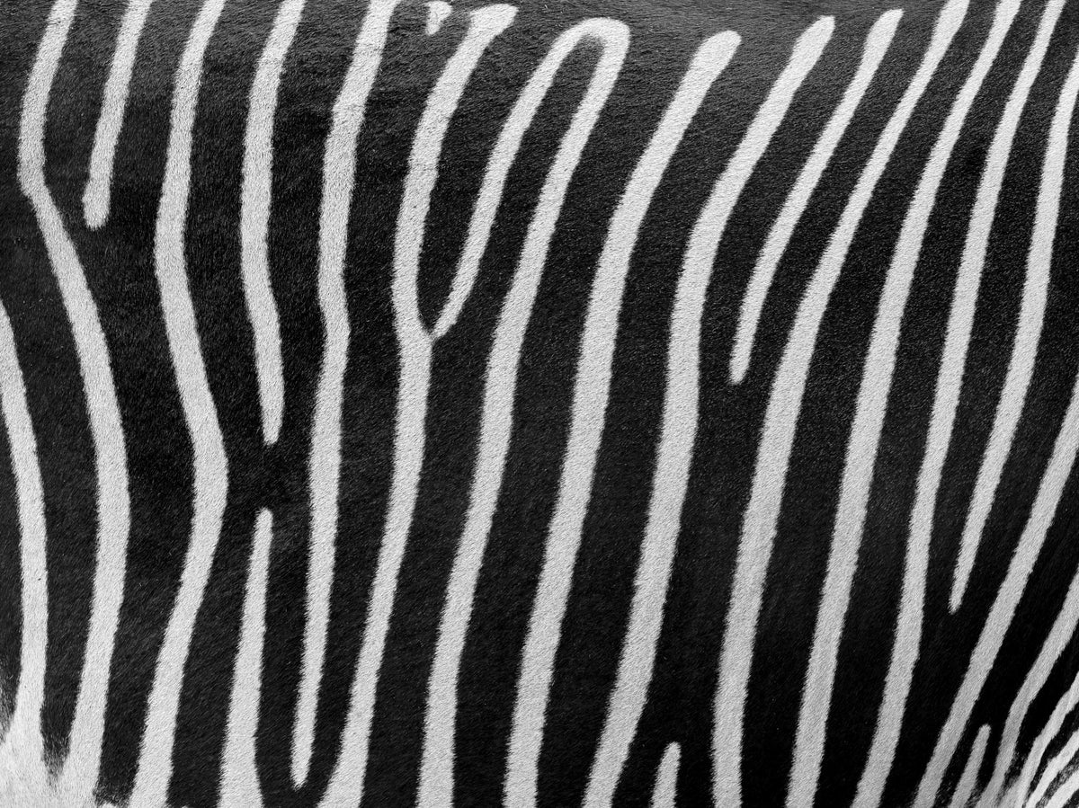 Zebra Stripes Wall Mural in your room