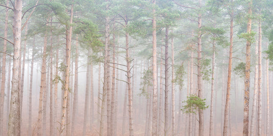 Tranquil Pine Veil Wall Mural