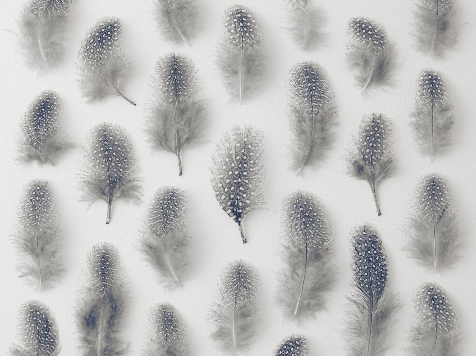 Artistic arrangement of feathers.

