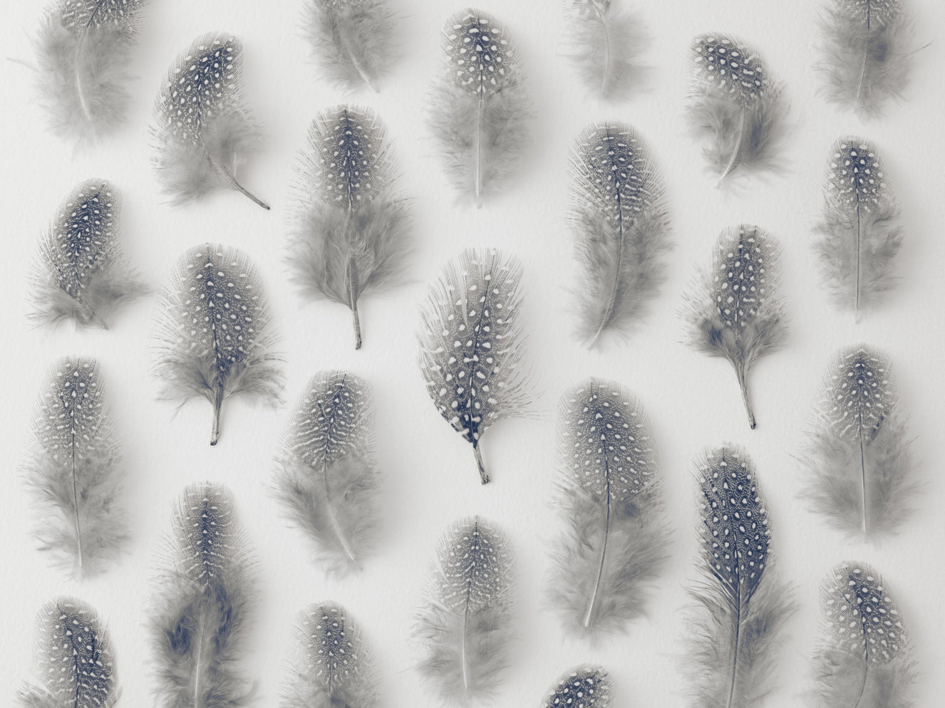 Marching Feathers Wall Mural