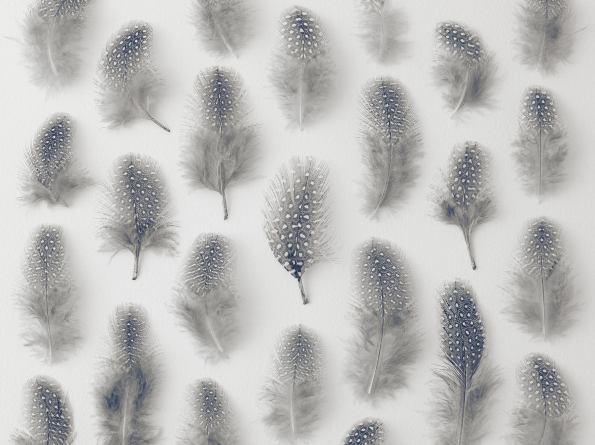 Marching Feathers Wall Mural in your room — zoomed