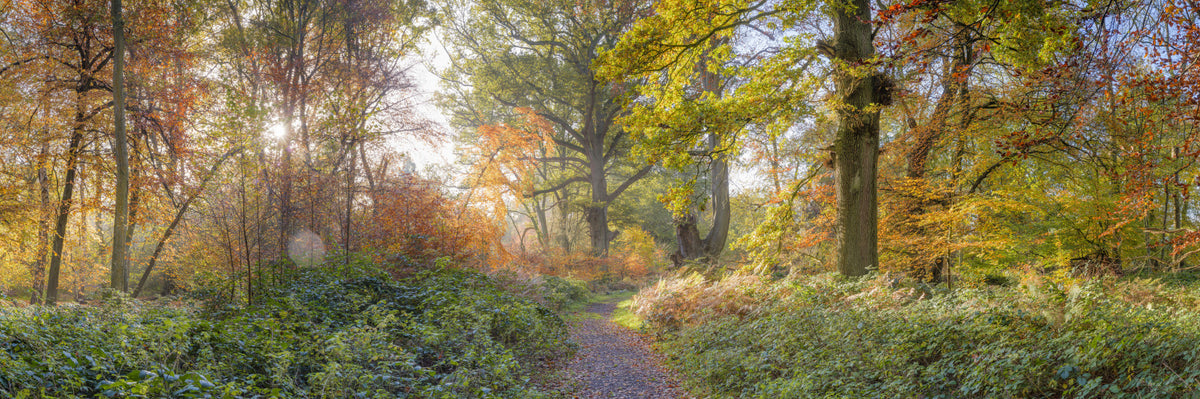 Vibrant Fall Pathway Wall Mural in your room