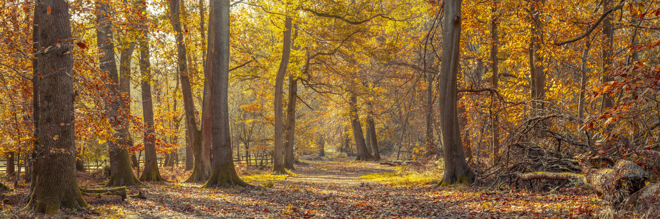 Golden Autumn Woods Wall Mural