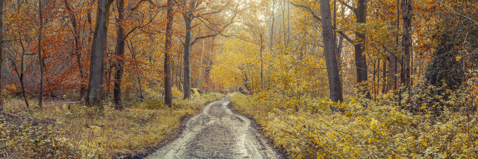 Rustic Path Through Woods Wall Mural