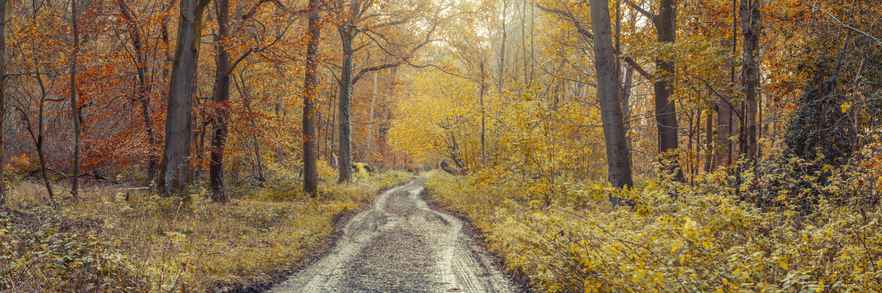Rustic Path Through Woods Wall Mural in your room — zoomed