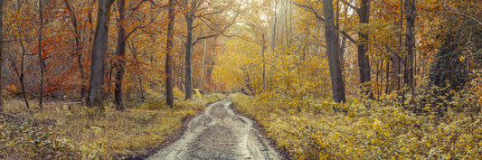 Rustic Path Through Woods Wall Mural