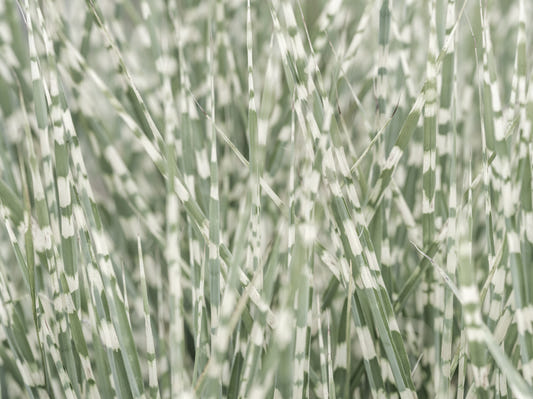 Whispering Grassland Wall Mural