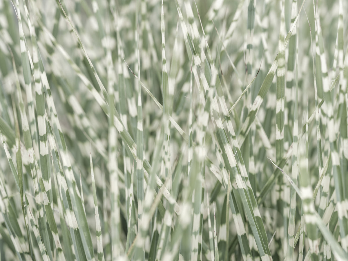 Whispering Grassland Wall Mural in your room