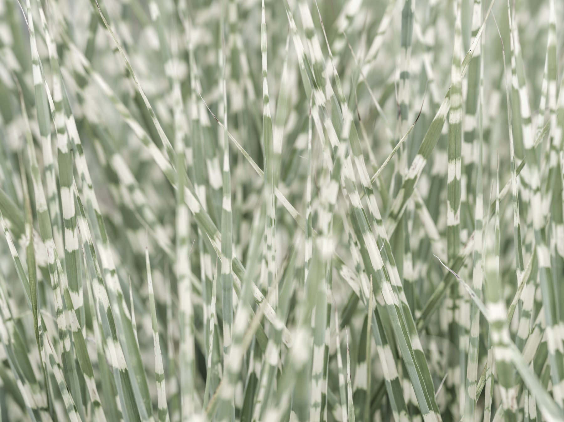 Whispering Grassland Wall Mural