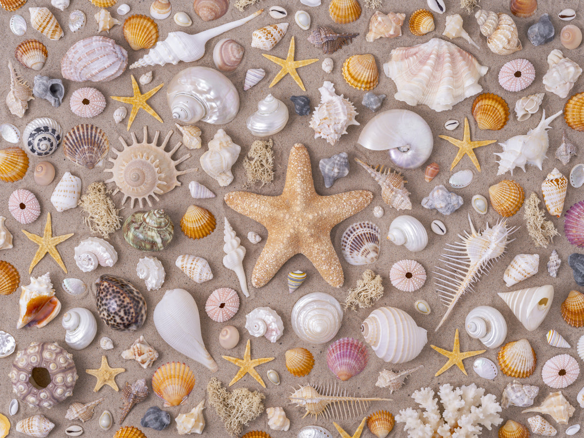 Seashell Collection Wall Mural in your room — zoomed