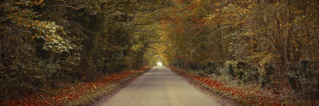 Breathtaking Drive in Fall Forest Wall Mural