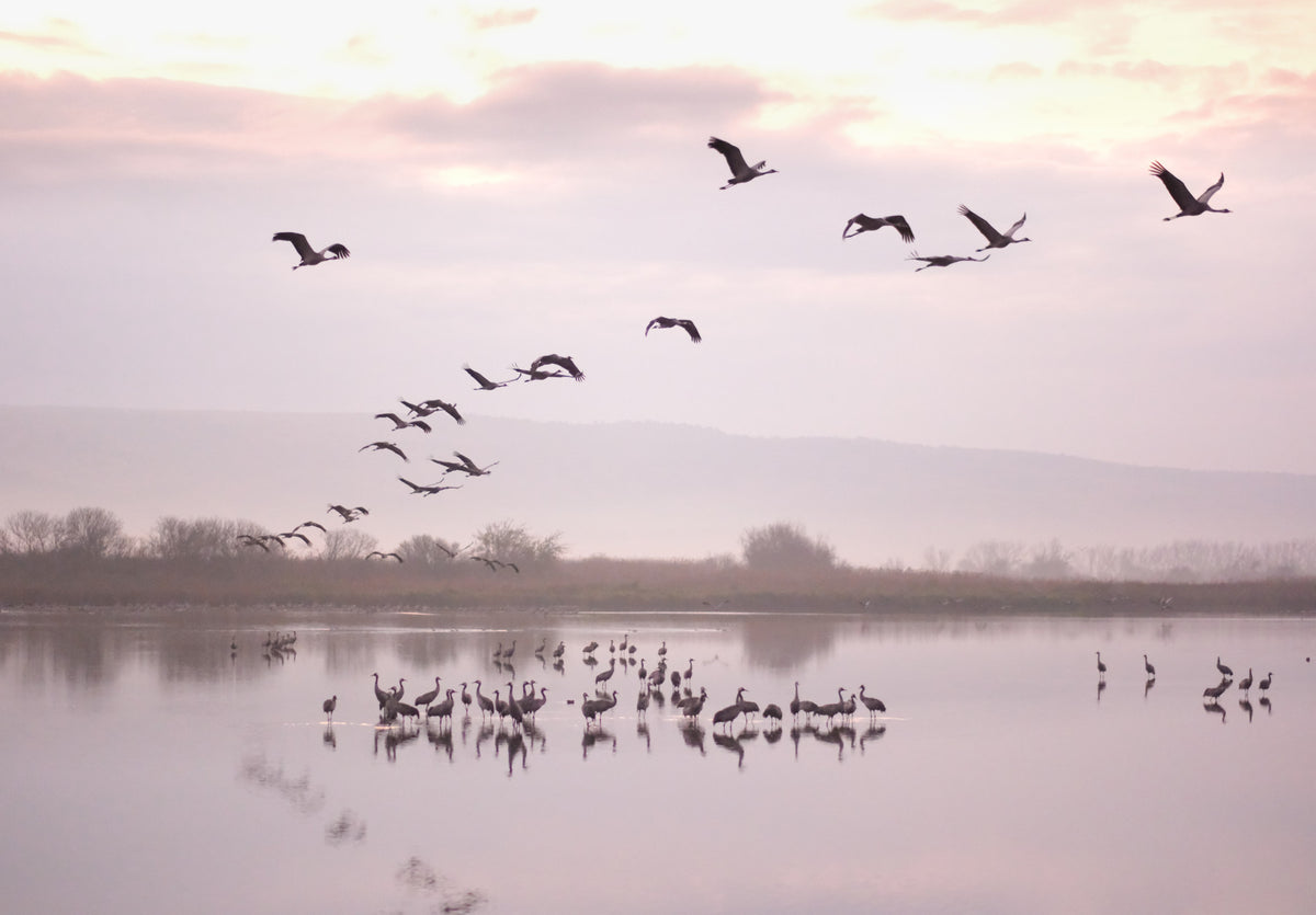 Still Waters, Flying Cranes Wall Mural in your room — zoomed
