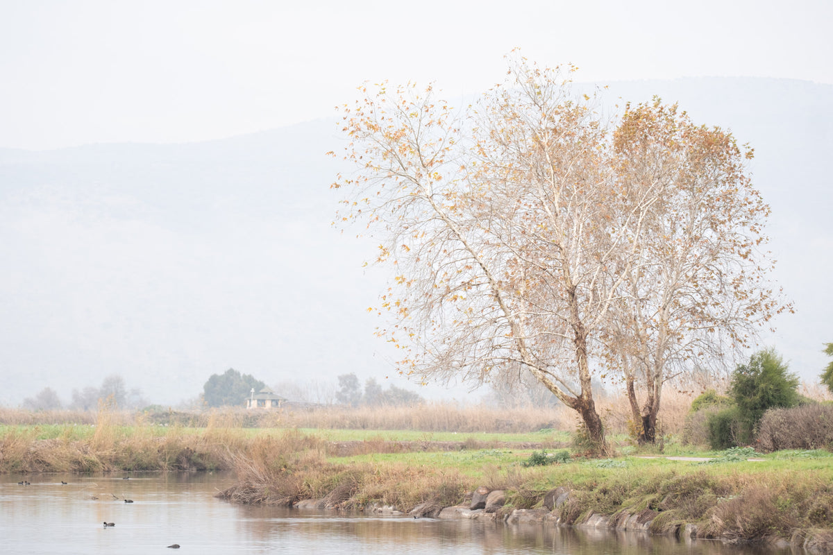 Tranquil Misty Lakeside Wall Mural in your room