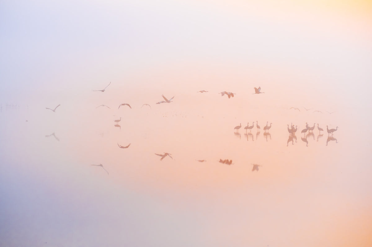 Dreamy misty sunrise with cranes Wall Mural in your room