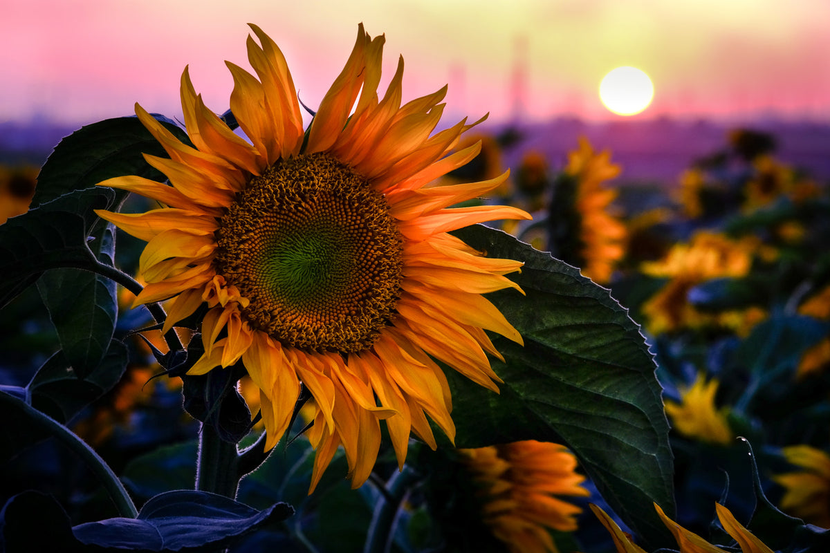 Sunflower Sunset Serenade Wall Mural in your room