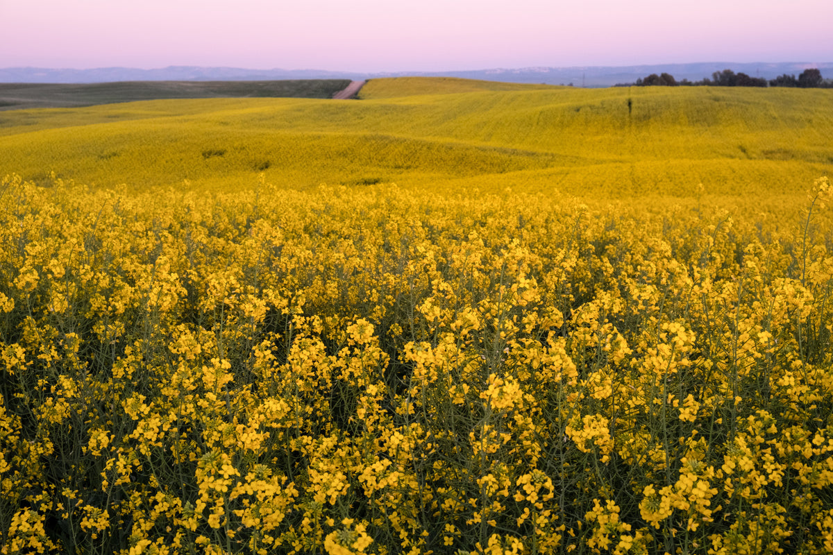 Radiant mustard bloom Fields Wall Mural in your room