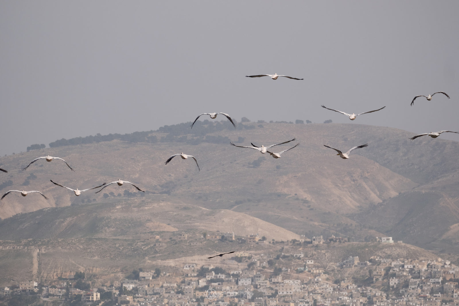 Birds Above biblical Hills Wall Mural