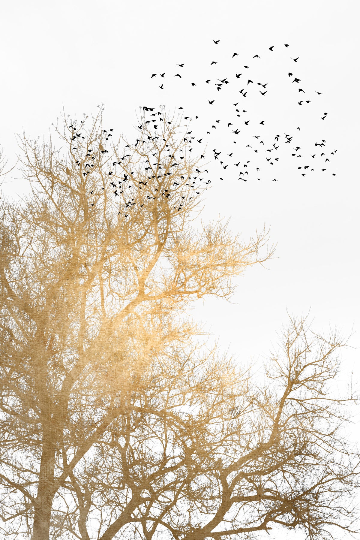 Golden Skies Wall Mural in your room
