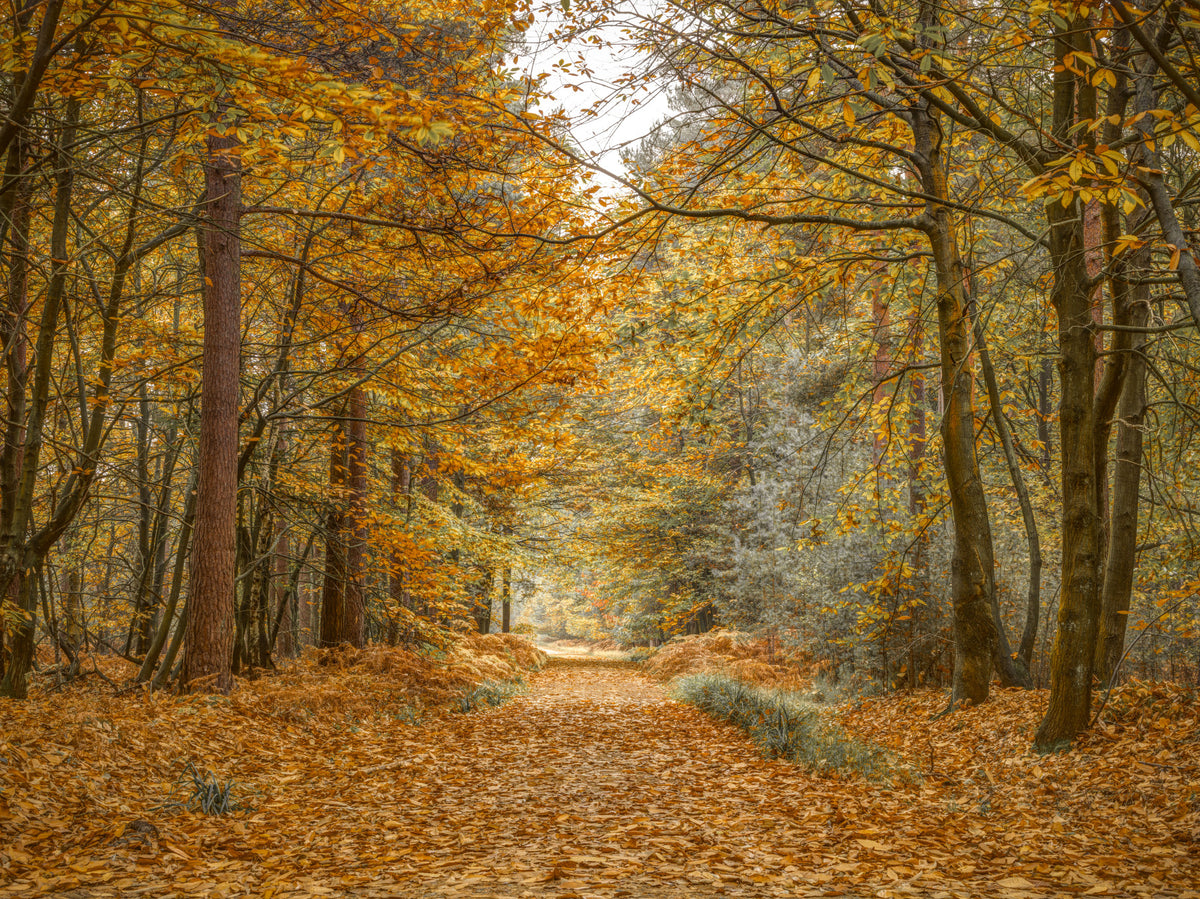 Golden Woodland Trail Wall Mural in your room