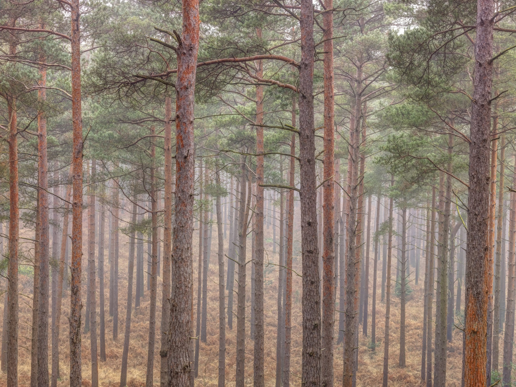Whispers of Woods Wall Mural in your room — zoomed
