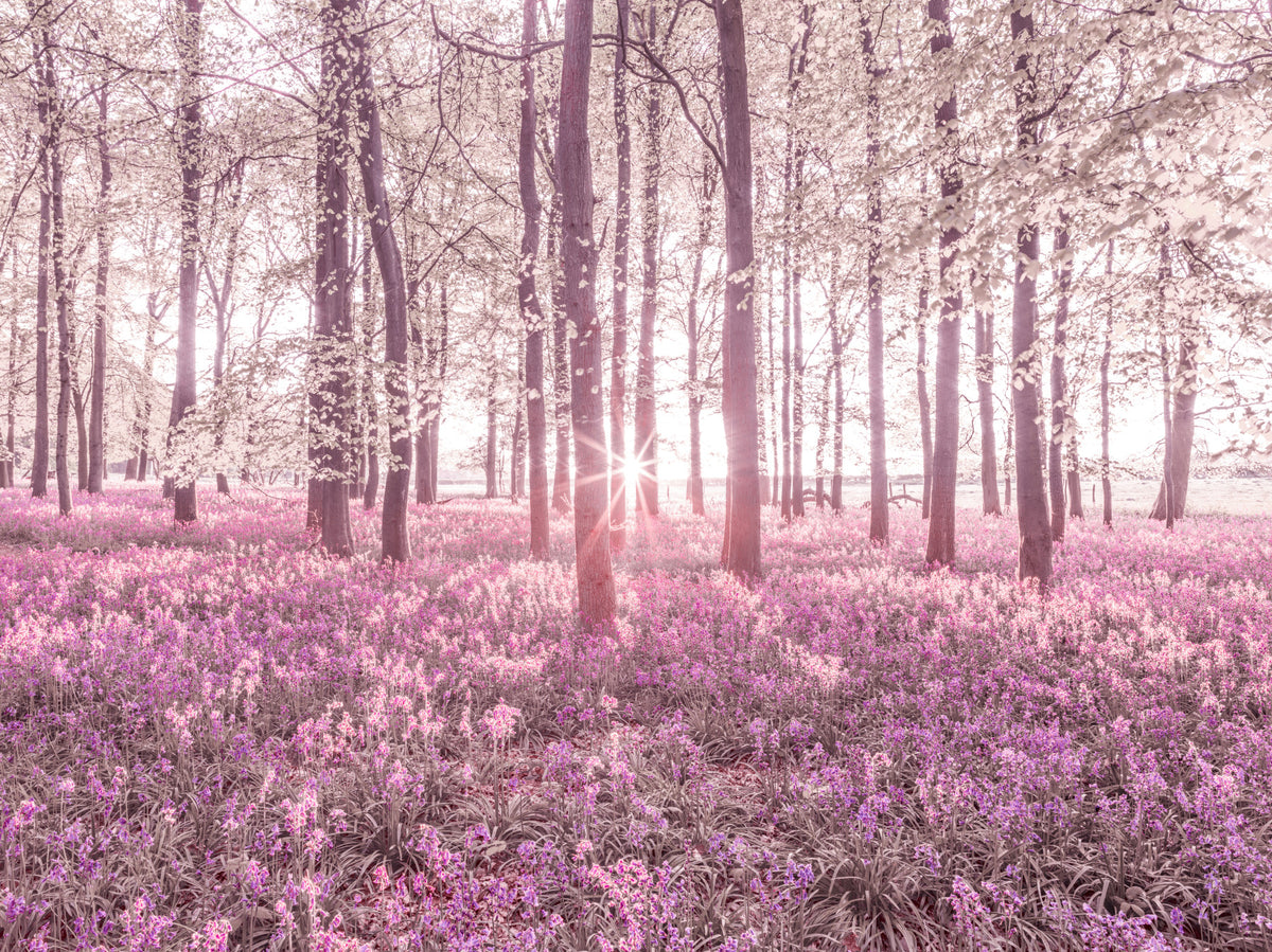 Roseate Woods Wall Mural in your room — zoomed