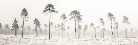 Snowy Forest Wall Mural