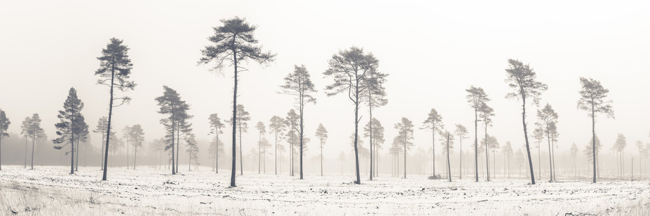 Snowy Forest Wall Mural