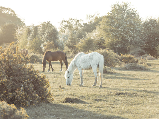 Grazing Horses Wall Mural