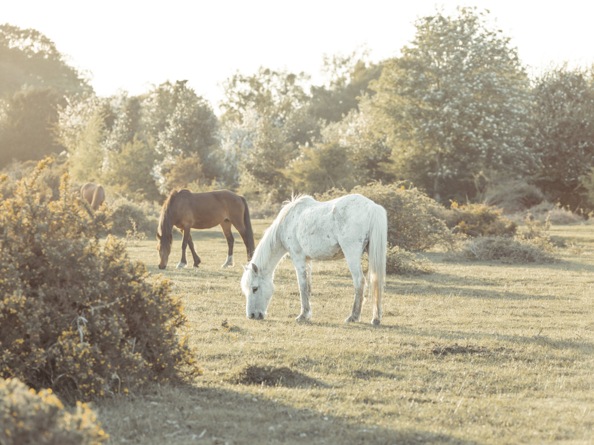 Grazing Horses Wall Mural in your room