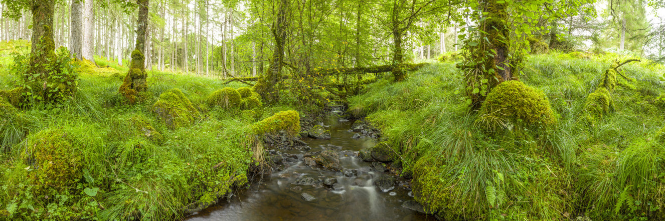 Emerald Forest Flow Wall Mural