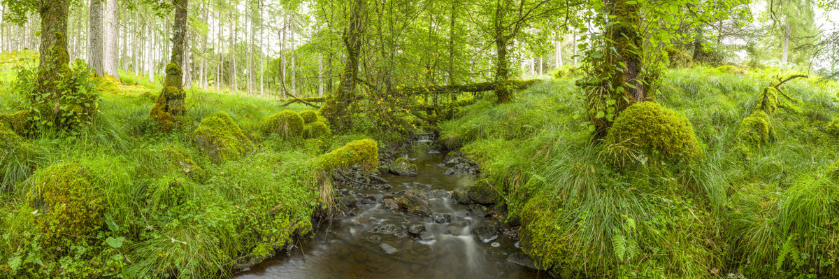 Emerald Forest Flow Wall Mural in your room — zoomed