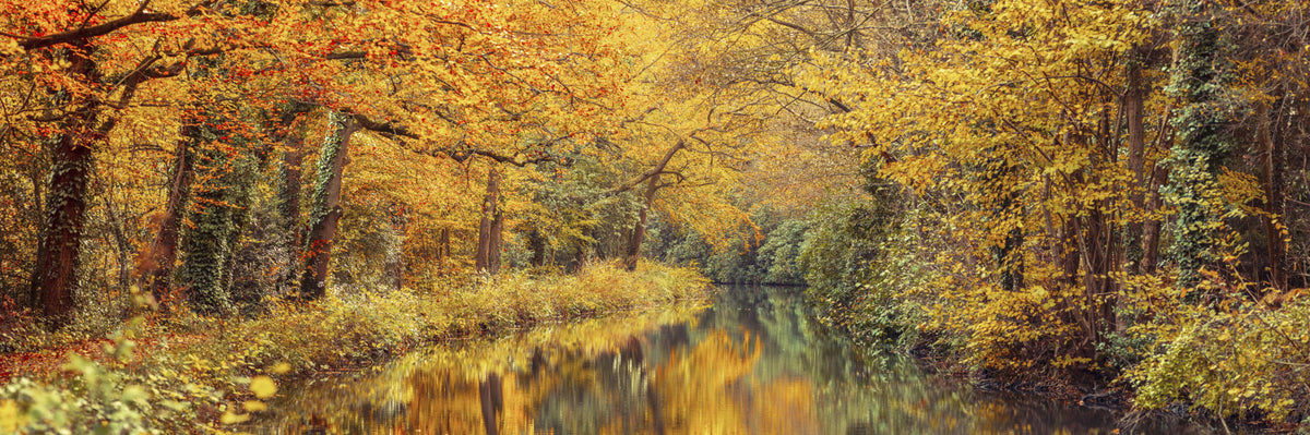 Golden Autumn Stream Wall Mural in your room — zoomed