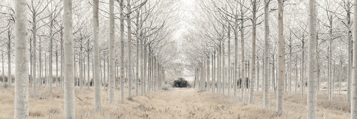 Winter Tree Alley Wall Mural in your room