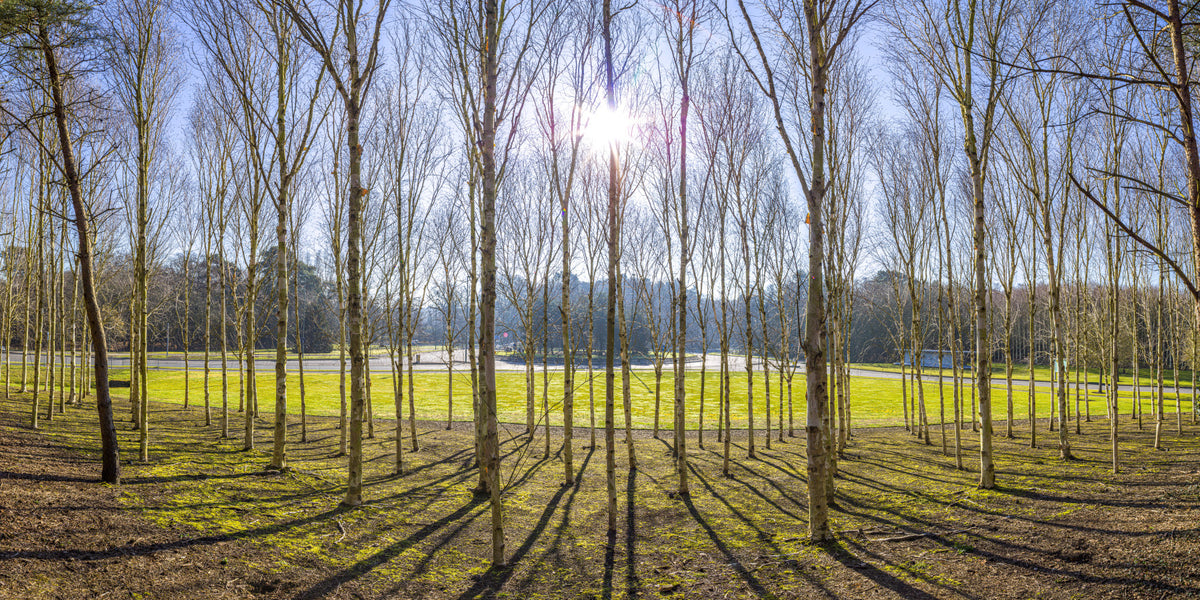 Sunlit Woodland Wall Mural