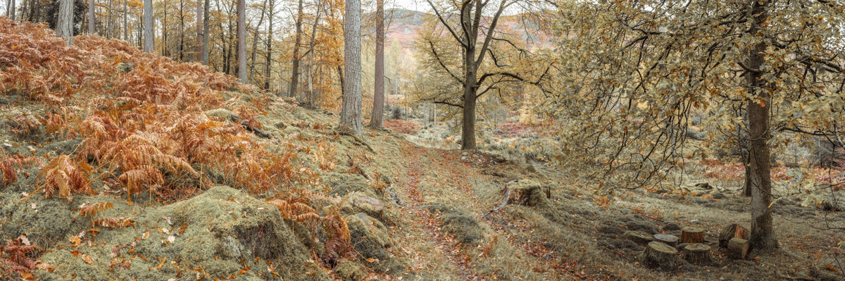 Amber Forest Path Wall Mural in your room