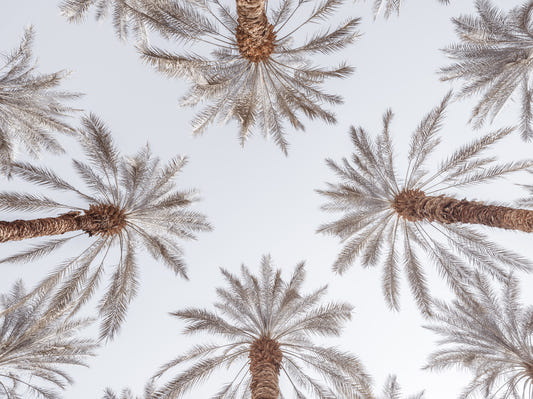 Palm Tops Wall Mural