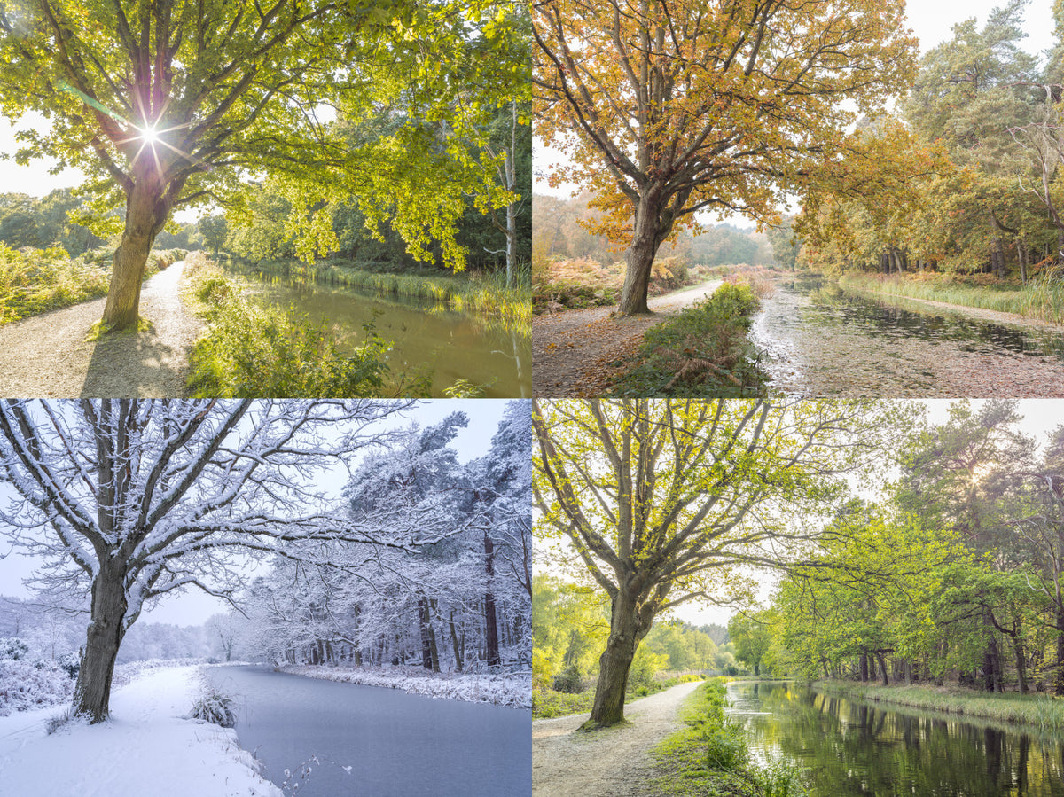 Four Seasons Wall Mural in your room — zoomed