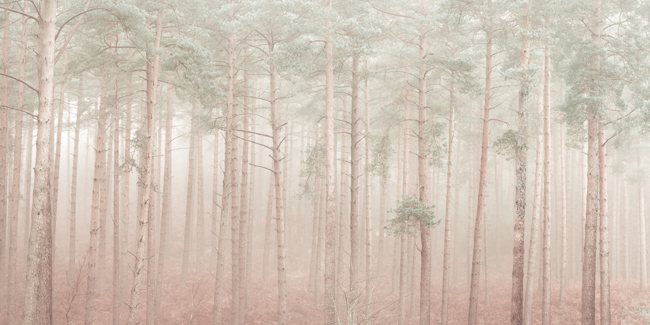 Misty Woodlands Wall Mural