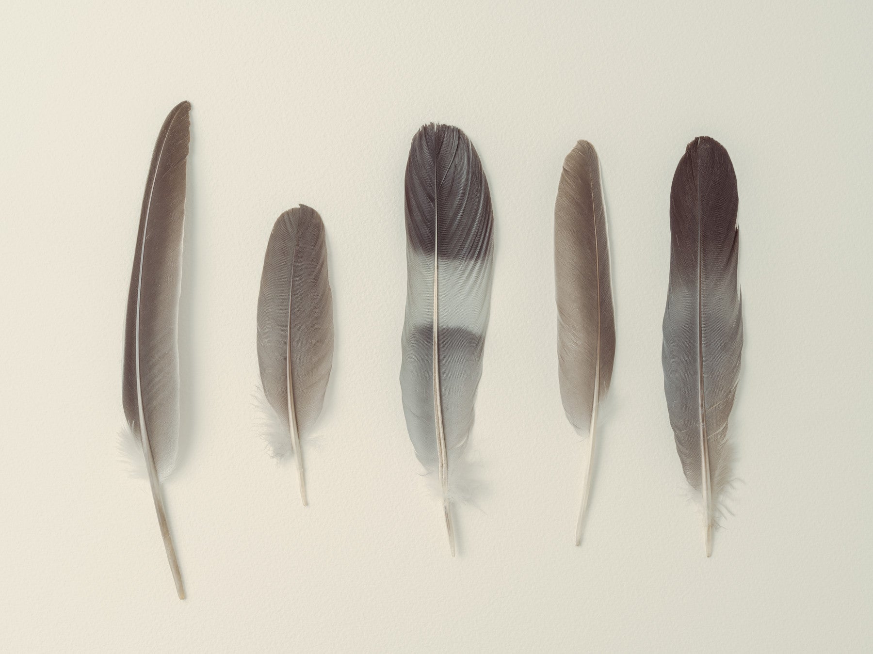 Subtle Harmony Wall Mural