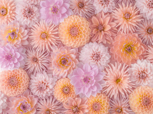 Floral Blush Wall Mural