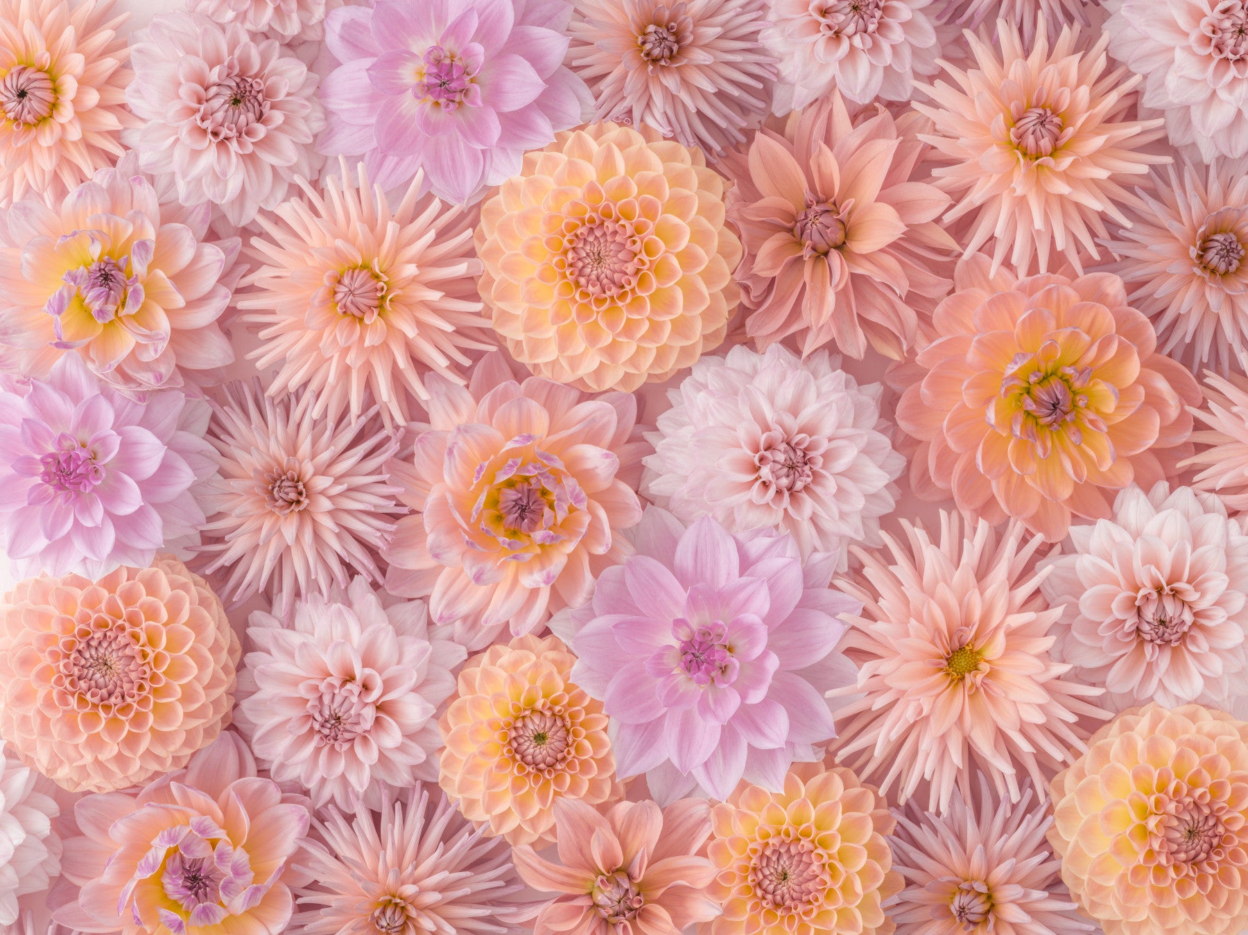Floral Blush Wall Mural