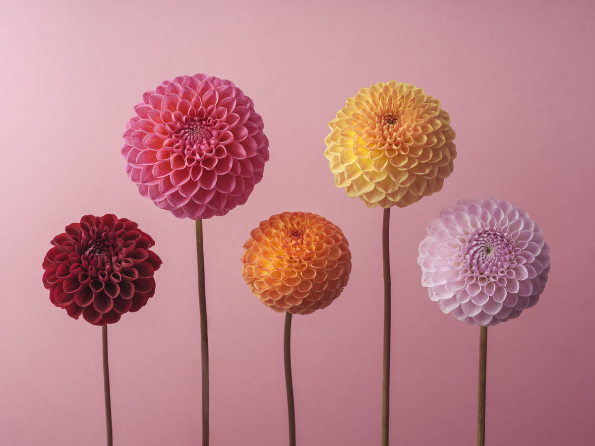 Vibrant Dahlia Array Wall Mural